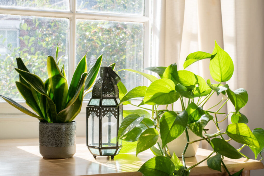 Plants and a lantern situated near a window.